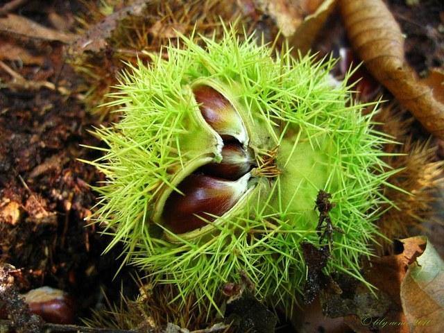 Castaño común - Castanea sativa - El Nou Garden