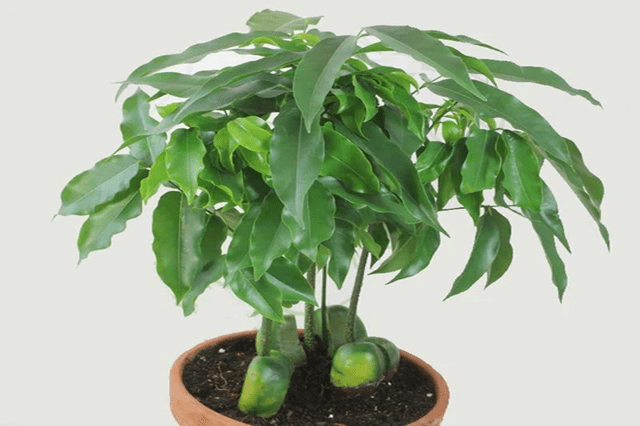 Castaño de Australia - Castanospermum australe - El Nou Garden