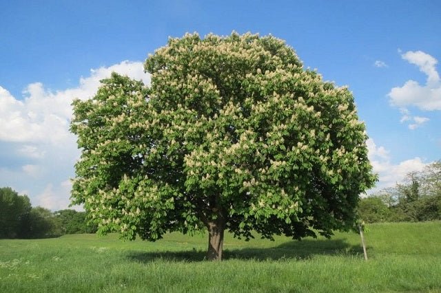 Castaño de indias - Aesculus hippocastanum - El Nou Garden