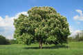 Castaño de indias - Aesculus hippocastanum - El Nou Garden