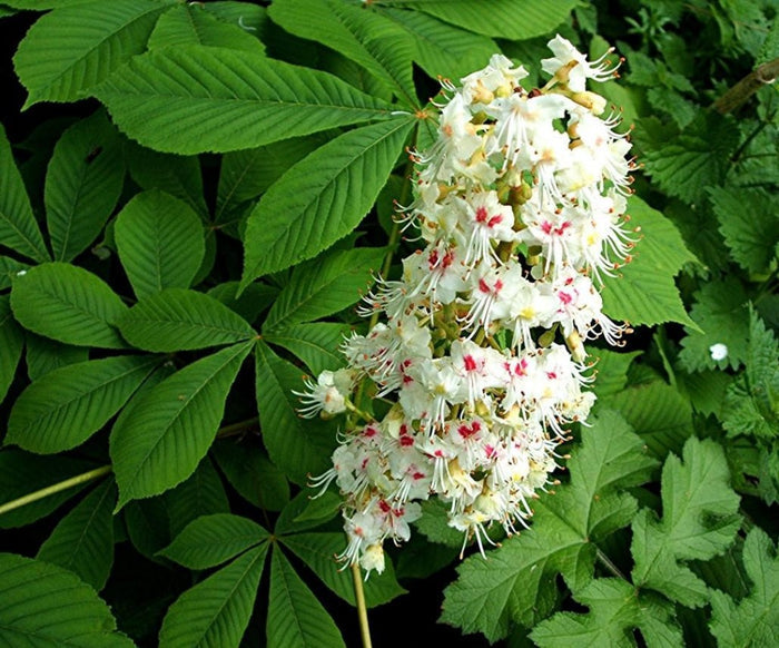 Castaño de indias - Aesculus hippocastanum - El Nou Garden