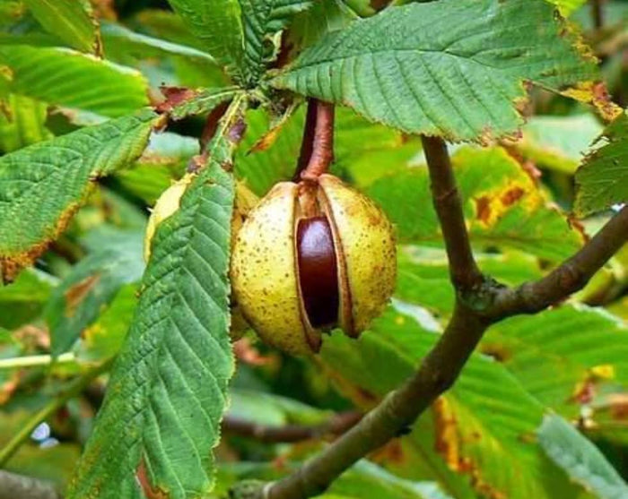Castaño de indias - Aesculus hippocastanum - El Nou Garden
