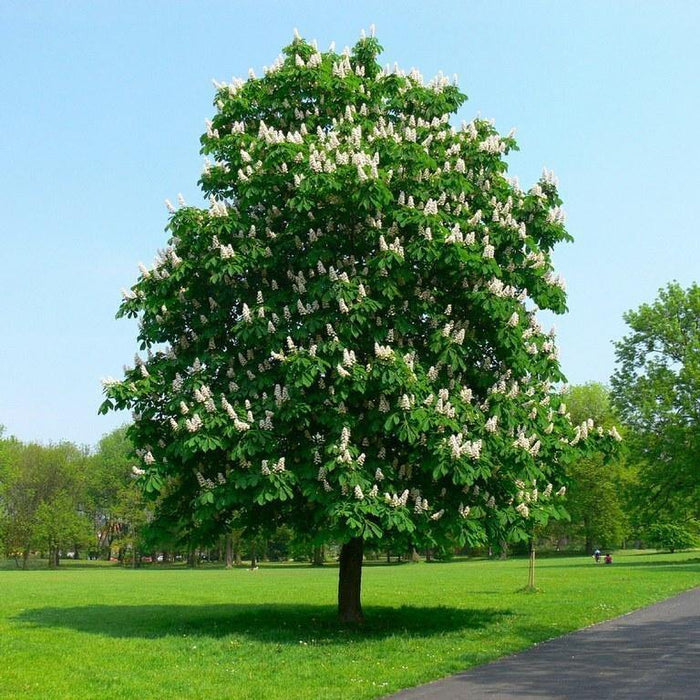 Castaño de indias - Aesculus hippocastanum - El Nou Garden