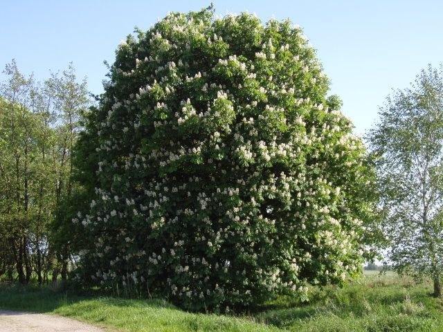 Castaño de indias - Aesculus hippocastanum - El Nou Garden
