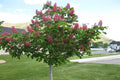 Castaño de Indias rojo Briotii - Aesculus x carnea - El Nou Garden
