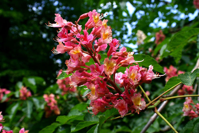 Castaño de Indias rojo Briotii - Aesculus x carnea - El Nou Garden