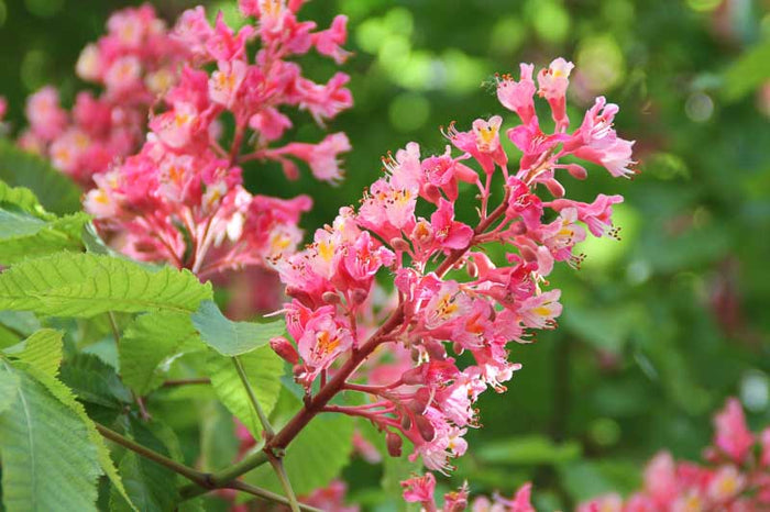 Castaño de Indias rojo Briotii - Aesculus x carnea - El Nou Garden