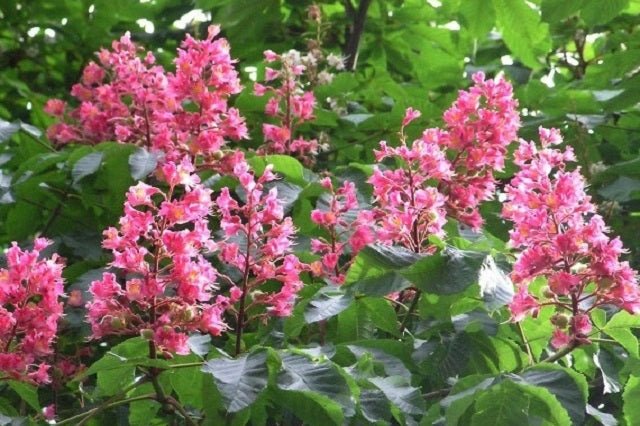 Castaño de Indias rojo Briotii - Aesculus x carnea - El Nou Garden