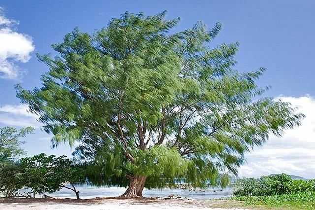 Casuarina - Casuarina equisetifolia - El Nou Garden