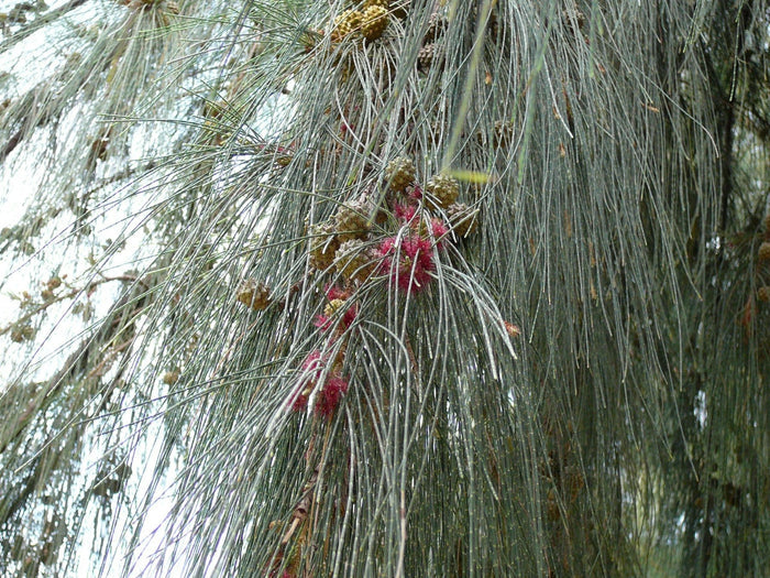 Casuarina - Casuarina equisetifolia - El Nou Garden