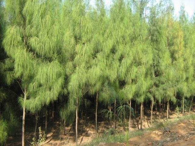 Casuarina - Casuarina equisetifolia - El Nou Garden