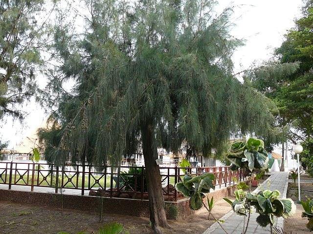 Casuarina - Casuarina equisetifolia - El Nou Garden