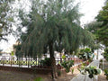 Casuarina - Casuarina equisetifolia - El Nou Garden