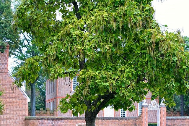Catalpa común - Catalpa bignonioides - El Nou Garden