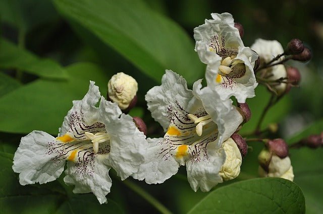 Catalpa común - Catalpa bignonioides - El Nou Garden