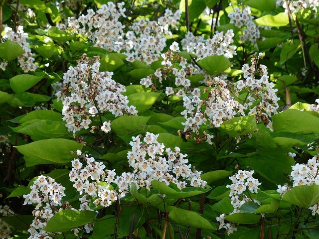 Catalpa común - Catalpa bignonioides - El Nou Garden