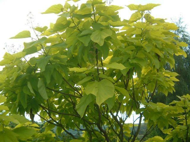 Catalpa común - Catalpa bignonioides - El Nou Garden