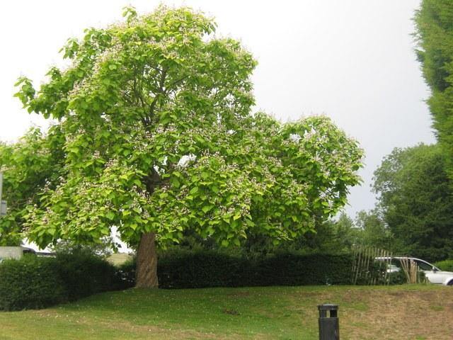 Catalpa común - Catalpa bignonioides - El Nou Garden