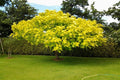 Catalpa común Aúrea - Catalpa bignonioides aurea - El Nou Garden