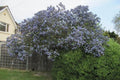 Ceanoto arbóreo Trewithen blue - Ceanothus arboreus Trewithen blue - El Nou Garden