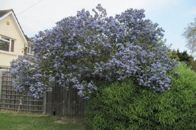 Ceanoto arbóreo Trewithen blue - Ceanothus arboreus Trewithen blue - El Nou Garden