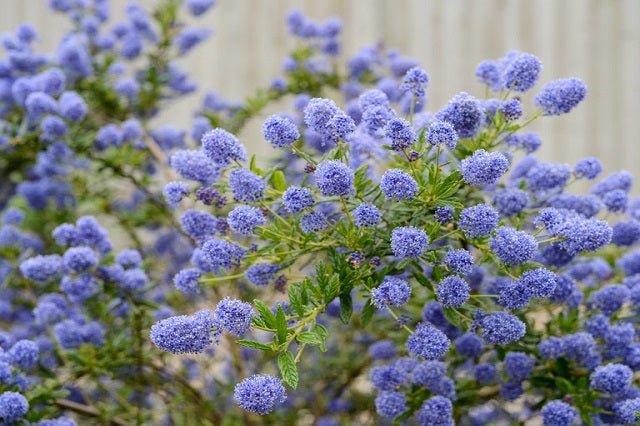 Ceanoto Concha - Ceanothus azureus Concha - El Nou Garden