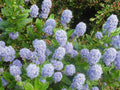 Ceanoto Concha - Ceanothus azureus Concha - El Nou Garden
