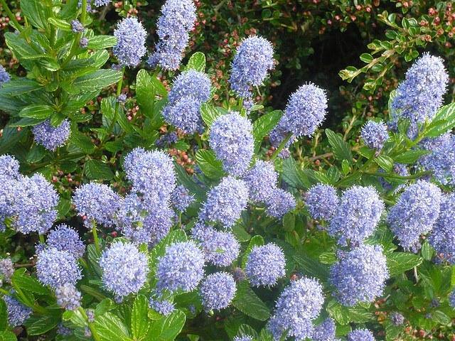 Ceanoto Concha - Ceanothus azureus Concha - El Nou Garden