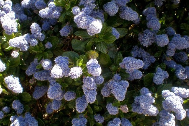 Ceanoto gris - Ceanothus griseus - El Nou Garden