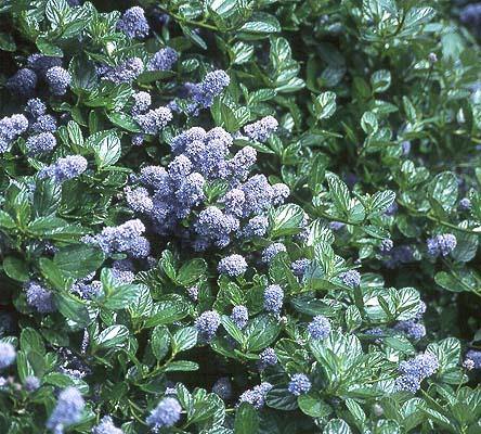 Ceanoto gris - Ceanothus griseus - El Nou Garden