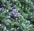 Ceanoto gris - Ceanothus griseus - El Nou Garden