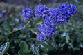 Ceanoto Italian Skies - Ceanothus - El Nou Garden