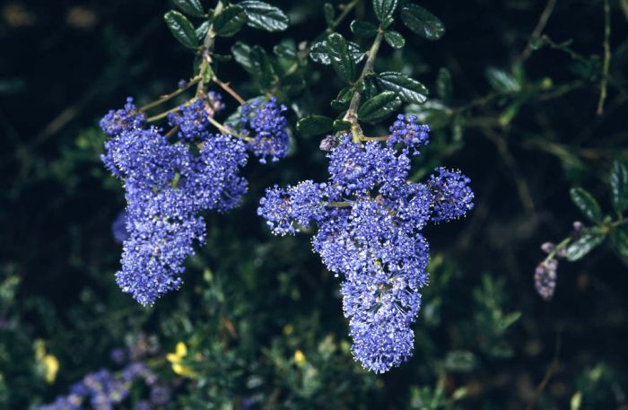 Ceanoto Italian Skies - Ceanothus - El Nou Garden