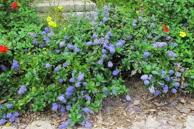 Ceanoto rastrero - Ceanothus thyrsiflorus repens - Lilo de California - El Nou Garden