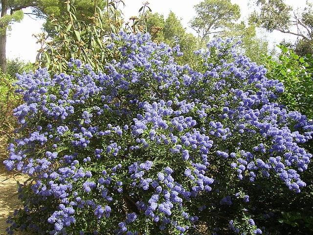 Ceanoto rastrero - Ceanothus thyrsiflorus repens - Lilo de California - El Nou Garden
