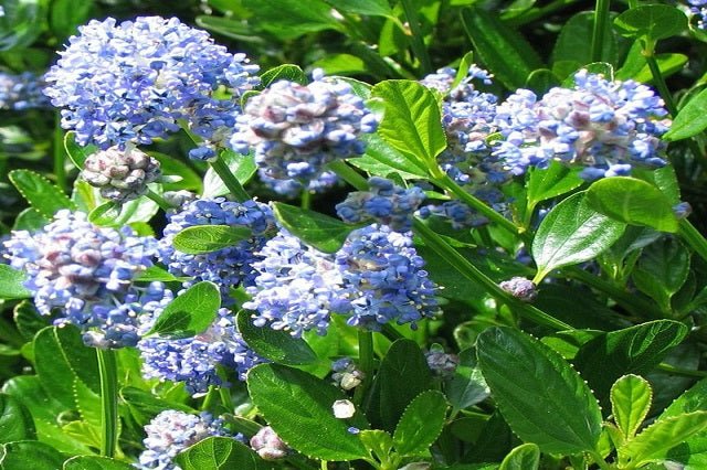 Ceanoto rastrero Skylark - Ceanothus thyrsiflorus repens Skylark - El Nou Garden