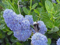 Ceanoto rastrero Skylark - Ceanothus thyrsiflorus repens Skylark - El Nou Garden