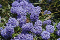 Ceanoto Victoria - Ceanothus impressus Victoria - Ceanoto de santa Bárbara - El Nou Garden