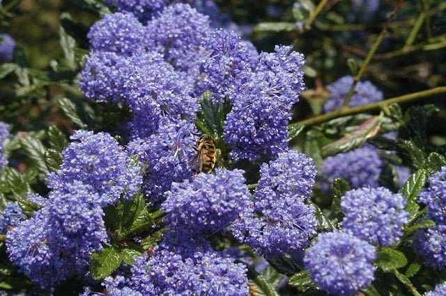 Ceanoto Victoria - Ceanothus impressus Victoria - Ceanoto de santa Bárbara - El Nou Garden