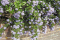 Ceanoto Yankee Point - Ceanothus griseus horizontalis Yankee Point - El Nou Garden