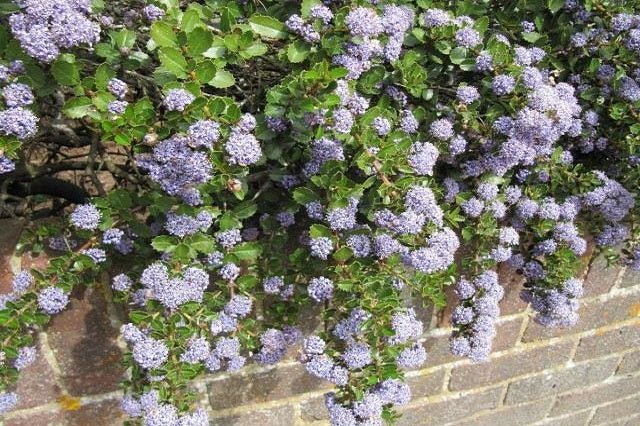 Ceanoto Yankee Point - Ceanothus griseus horizontalis Yankee Point - El Nou Garden
