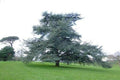 Cedro azul del Atlas - Cedrus atlantica glauca - El Nou Garden