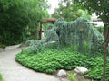 Cedro azul del Atlas Pendula - Cedrus atlantica glauca pendula - El Nou Garden