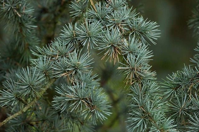 Cedro del Atlas Compacta - Cedrus atlantica glauca compacta - El Nou Garden