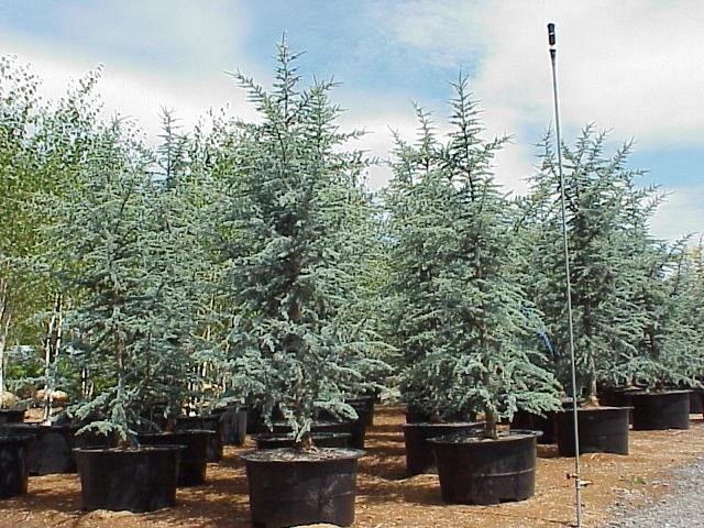 Cedro del Atlas - Cedrus atlantica - Cedro atlántico - El Nou Garden