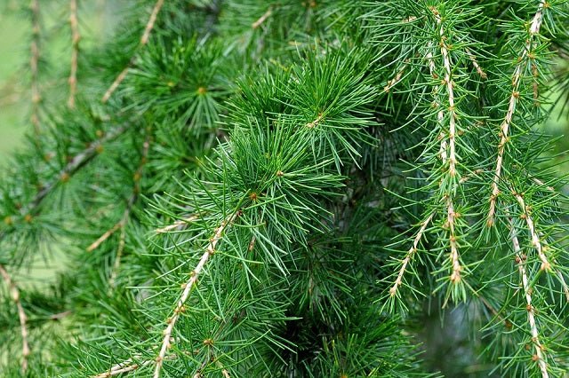 Cedro del Himalaya - Cedrus deodara - El Nou Garden