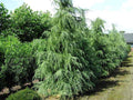 Cedro del Himalaya - Cedrus deodara - El Nou Garden