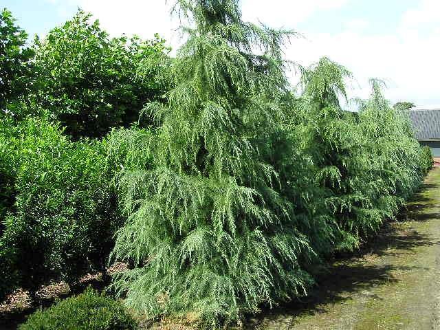 Cedro del Himalaya - Cedrus deodara - El Nou Garden