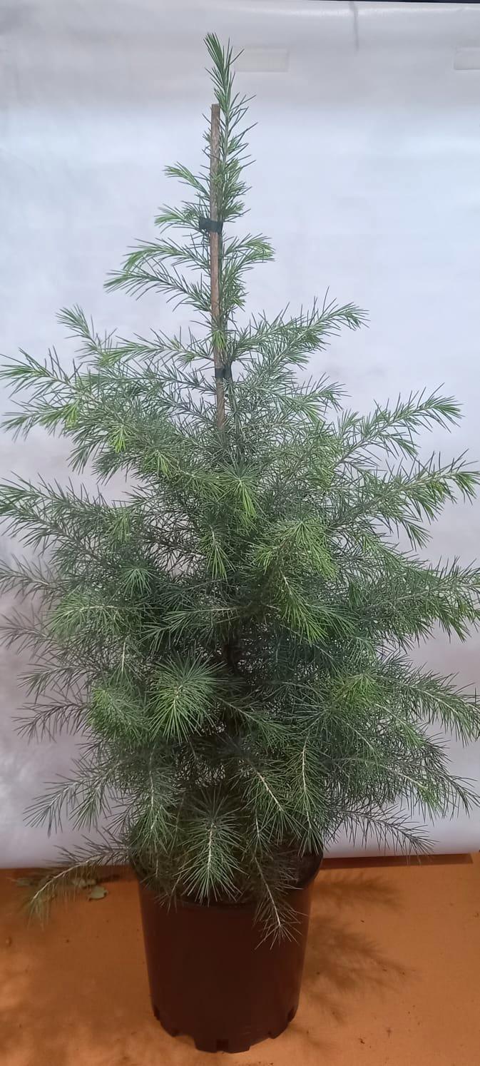 Cedro del Himalaya - Cedrus deodara - El Nou Garden