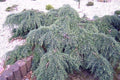 Cedro del Himalaya Feelin Blue - Cedrus deodara Feelin Blue - El Nou Garden